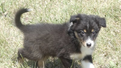 Les chiots de Berger Australien
