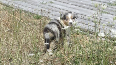 Les chiots de Berger Australien