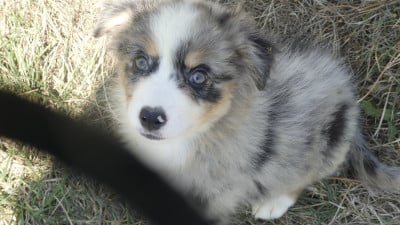 Les chiots de Berger Australien