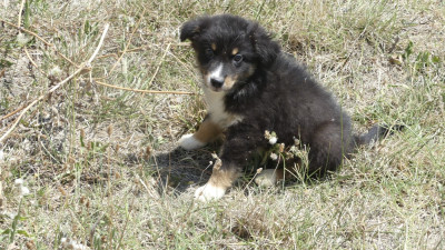 Les chiots de Berger Australien