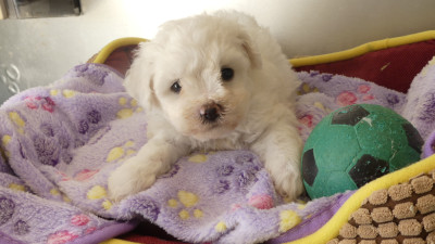 Les chiots de Bichon Frise