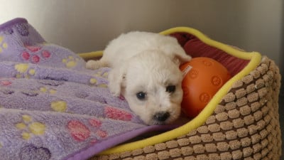 Les chiots de Bichon Frise