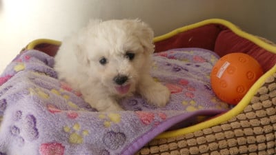 Les chiots de Bichon Frise