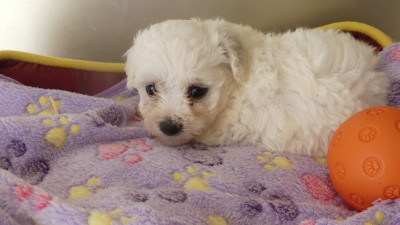 Les chiots de Bichon Frise