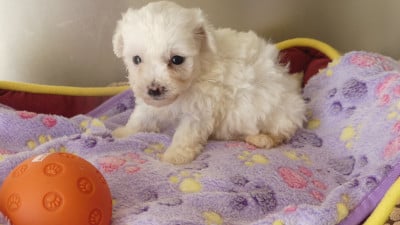 Les chiots de Bichon Frise