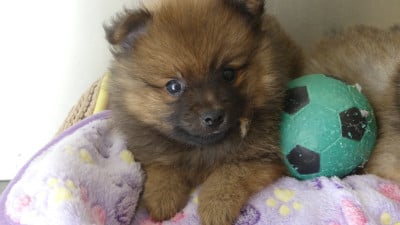 Les chiots de Spitz allemand