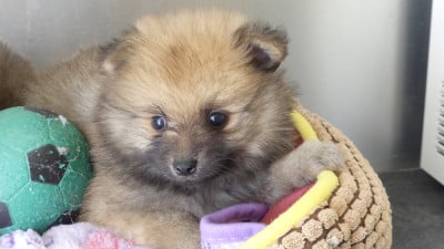 Les chiots de Spitz allemand