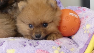 Les chiots de Spitz allemand