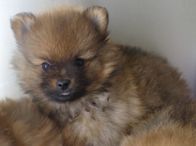Les chiots de Spitz allemand