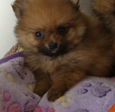 Les chiots de Spitz allemand