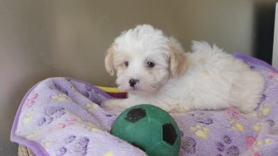 Les chiots de Coton de Tulear