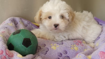 Les chiots de Coton de Tulear