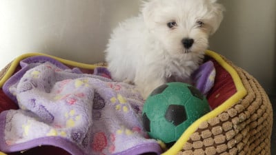 Les chiots de Bichon maltais