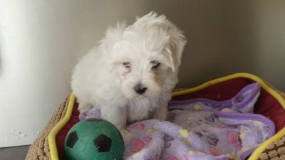 Les chiots de Bichon maltais
