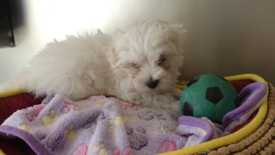Les chiots de Bichon maltais