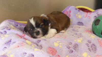 Les chiots de Shih Tzu
