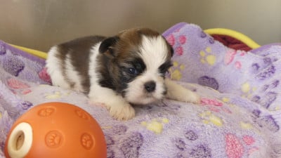 Les chiots de Shih Tzu