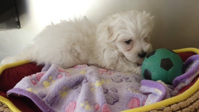 Les chiots de Bichon maltais