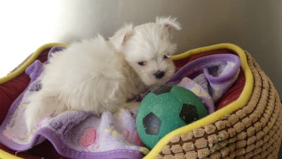 Les chiots de Bichon maltais