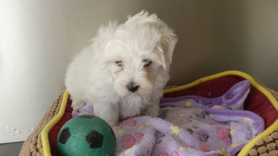 Les chiots de Bichon maltais