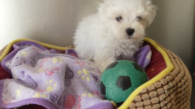 Les chiots de Bichon maltais
