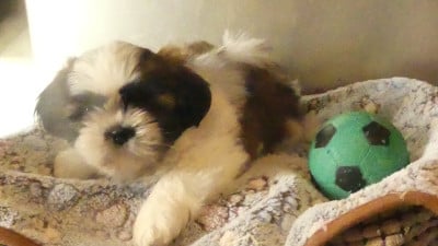 Les chiots de Shih Tzu