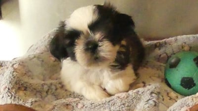 Les chiots de Shih Tzu