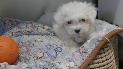 Les chiots de Bichon Frise