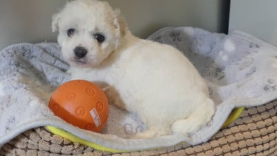Les chiots de Bichon Frise