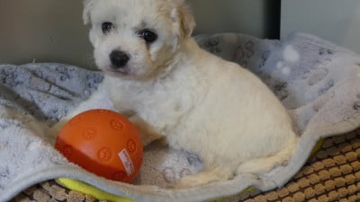 Les chiots de Bichon Frise