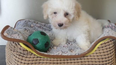 Chiot N°2 - Coton de Tulear