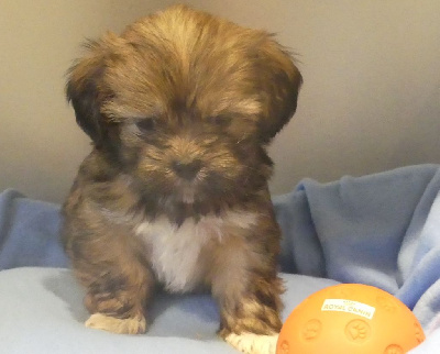 Les chiots de Lhassa Apso