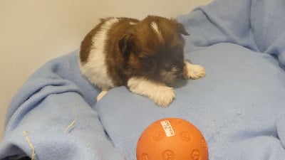 Les chiots de Shih Tzu