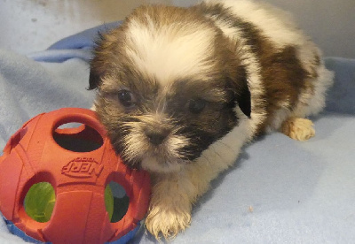 Les chiots de Lhassa Apso
