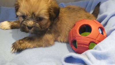 Les chiots de Lhassa Apso