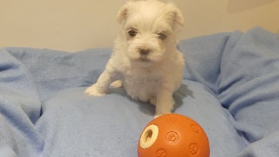 Les chiots de Bichon maltais