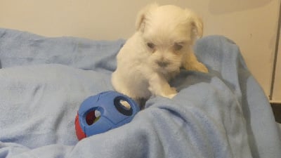 Les chiots de Bichon maltais