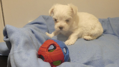 Les chiots de Bichon maltais