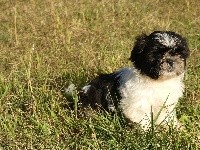 du Domaine des Ecorces - Shih Tzu - Portée née le 06/08/2018