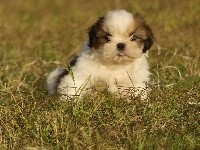 du Domaine des Ecorces - Shih Tzu - Portée née le 06/08/2018