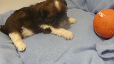Les chiots de Shih Tzu