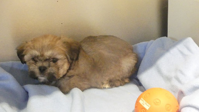 Les chiots de Lhassa Apso