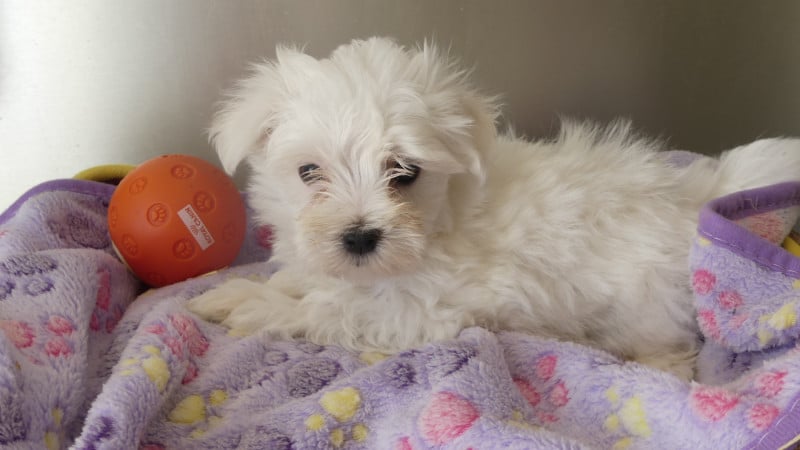 Bichon maltais - du Domaine des Ecorces