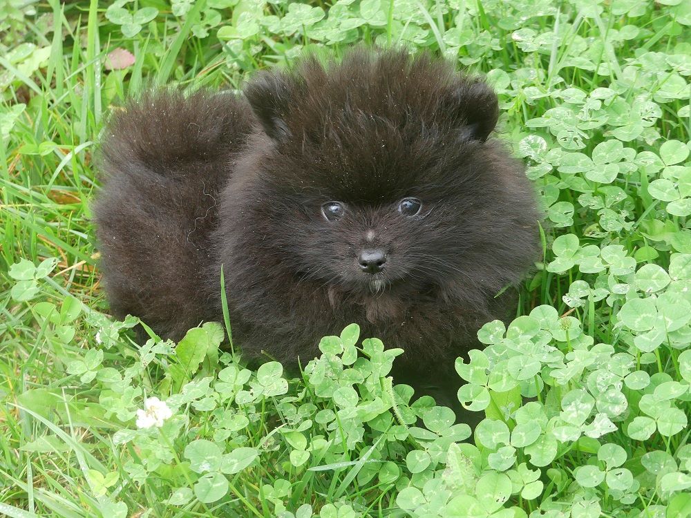 CHIOT - Spitz allemand
