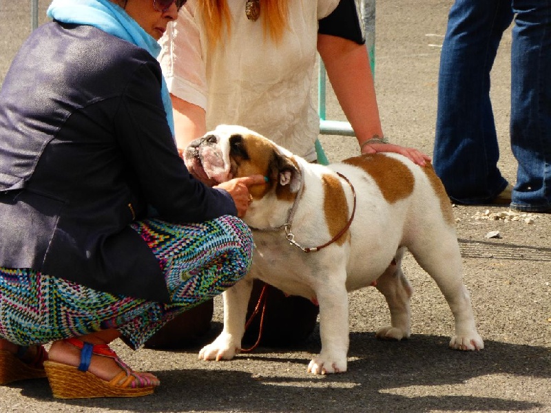 Gemma du clos du bull artu - 2eme Excellent
