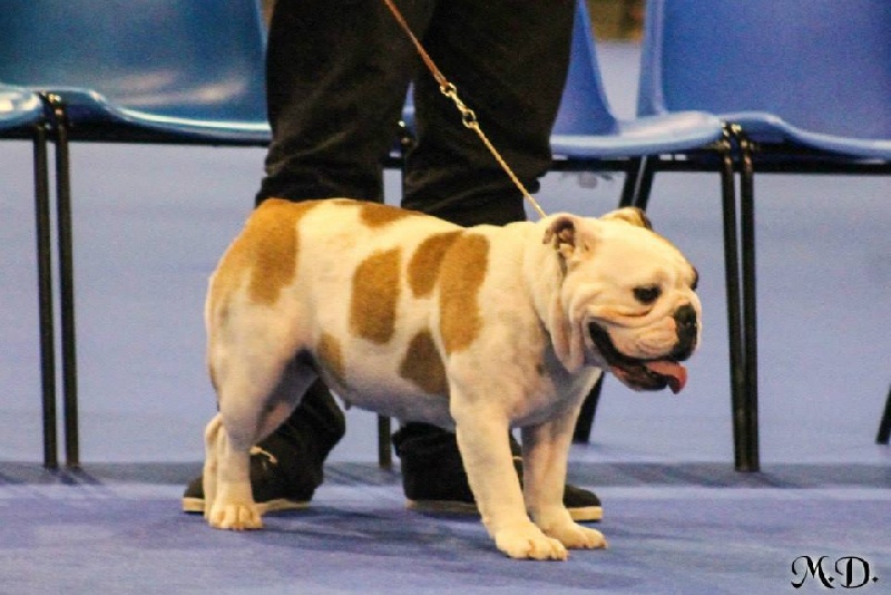 Gemma du clos du bull artu - 4ème - Bon