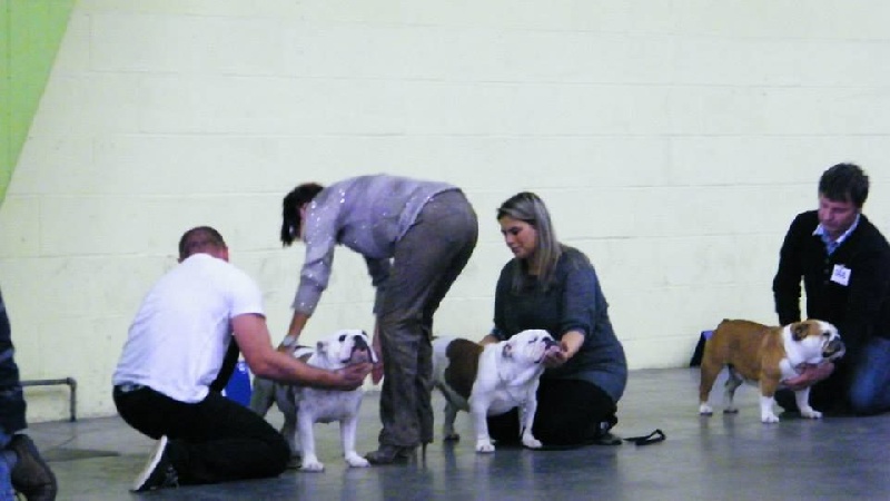 Gemma du clos du bull artu - Excellent