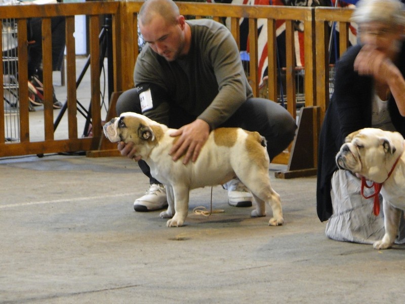 Gemma du clos du bull artu - Très Bon