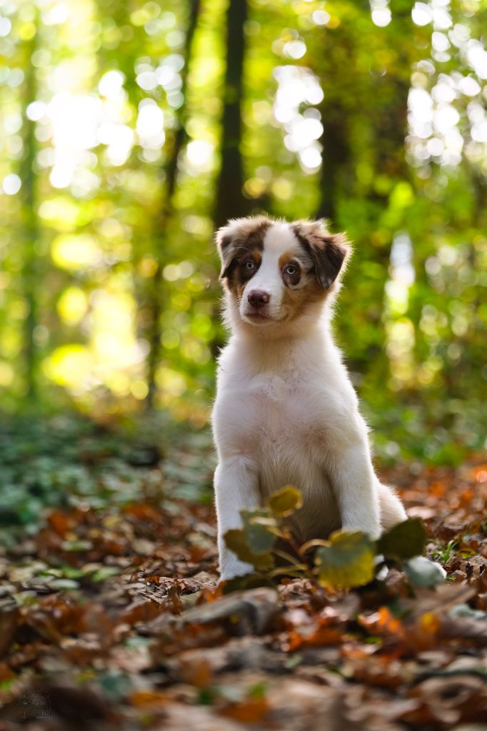 Losing my religion buck incantations twilight