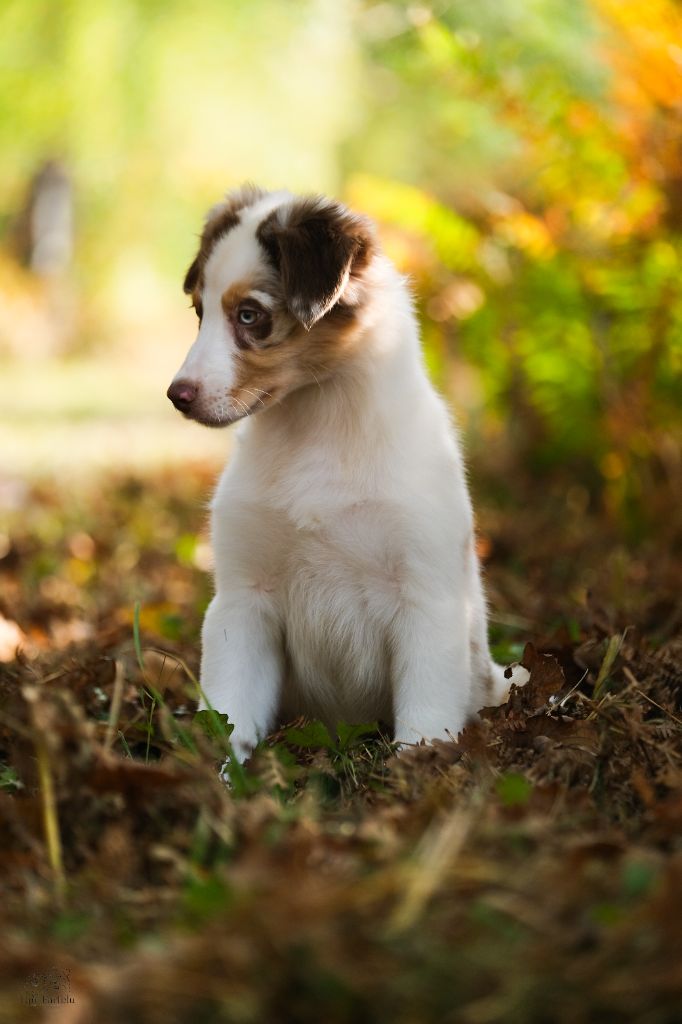 Losing my religion buck incantations twilight